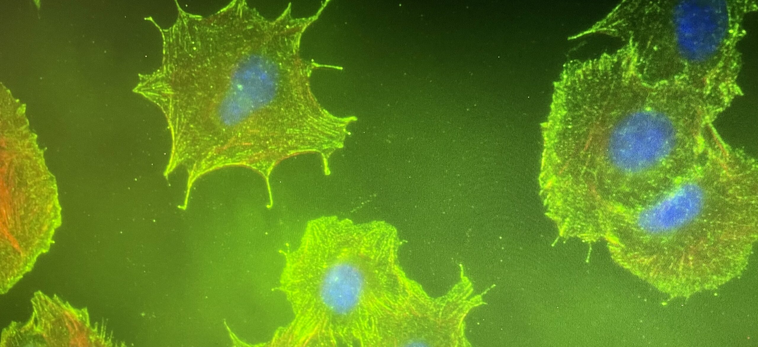 Asset search and evaluation