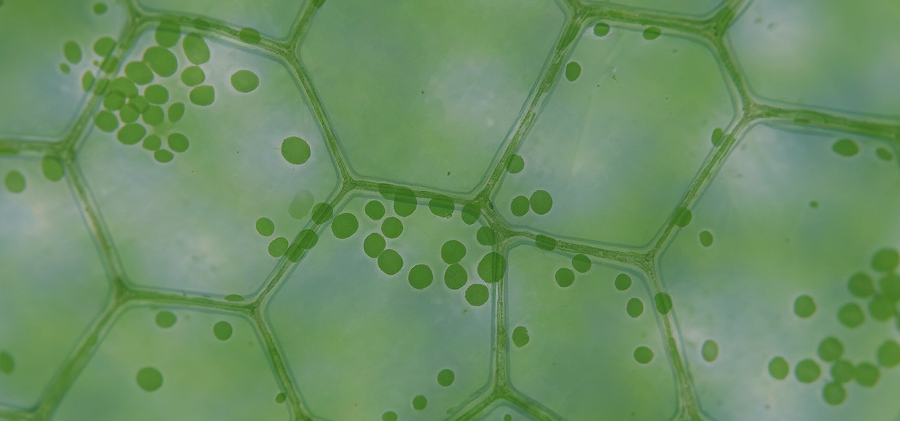 Portfolio management strategy