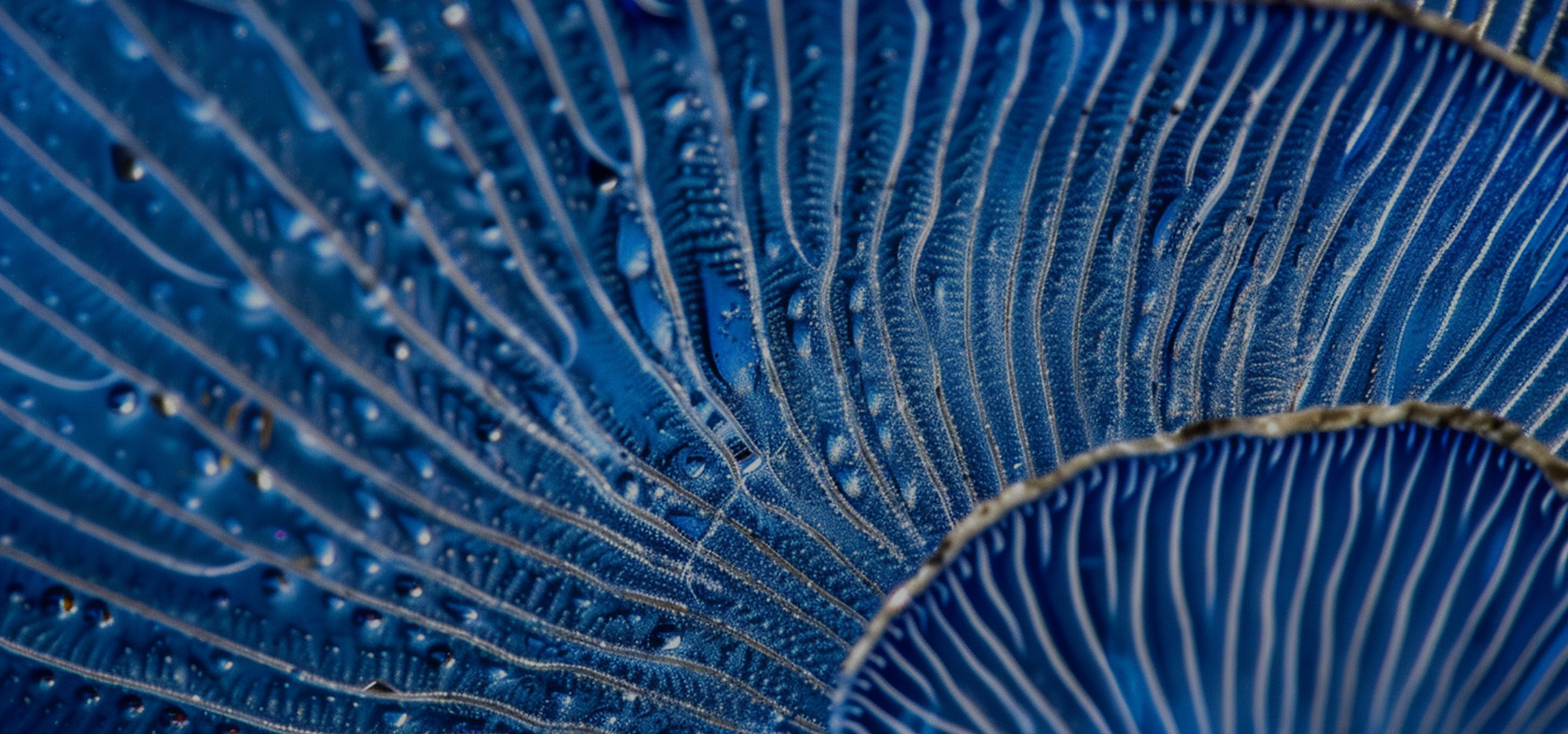 Life sciences R&D strategy